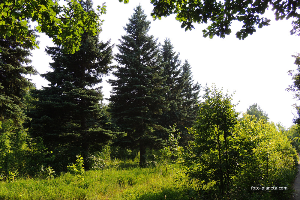 Ели в старом парке в Щурово