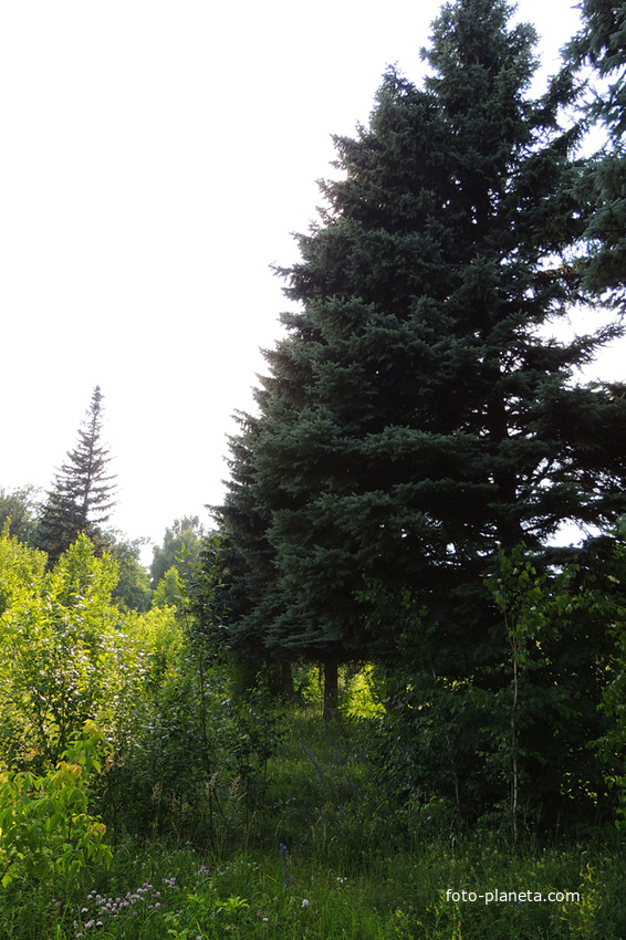 Ели на Дачной