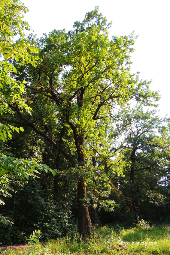 Щуровская дубовая роща