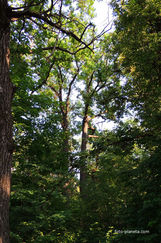 Дубовая роща