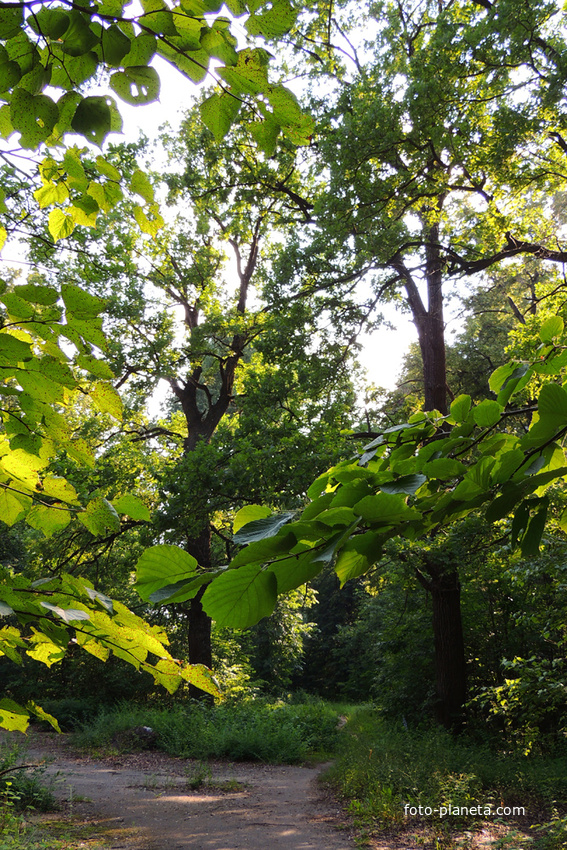 Заброшенный Щуровский парк