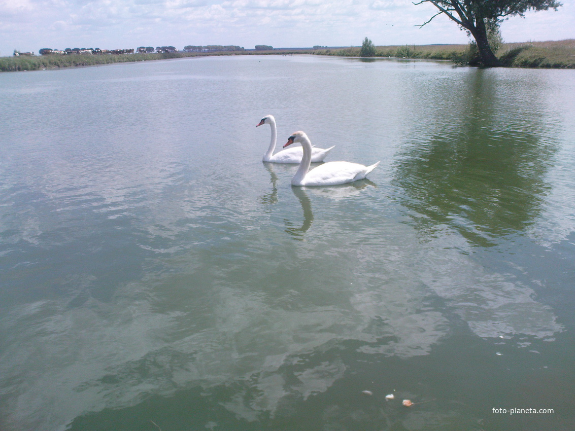 Лебеді на ставку в селі Смолянка
