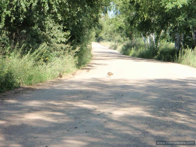 Дорога Ширяевка-Тарасовка.Семейка фазанов