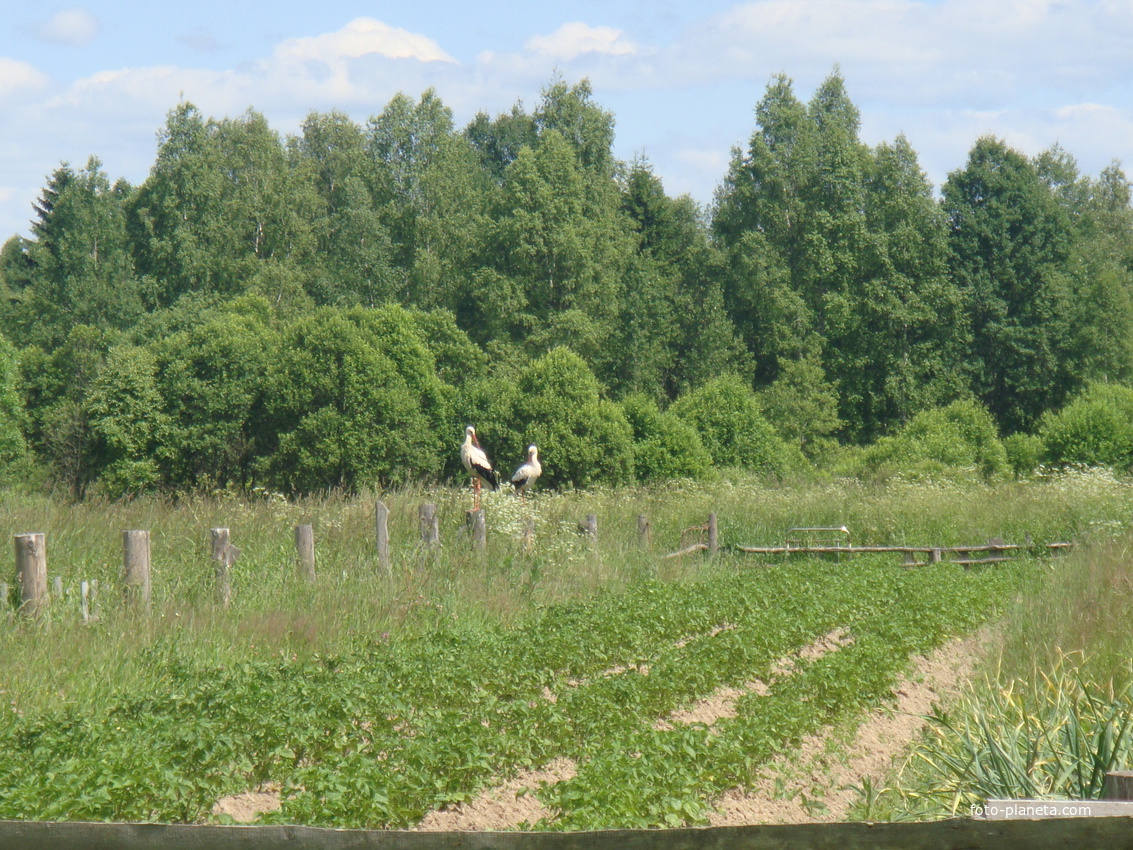 Аисты на огороде Д.М.Нестерова
