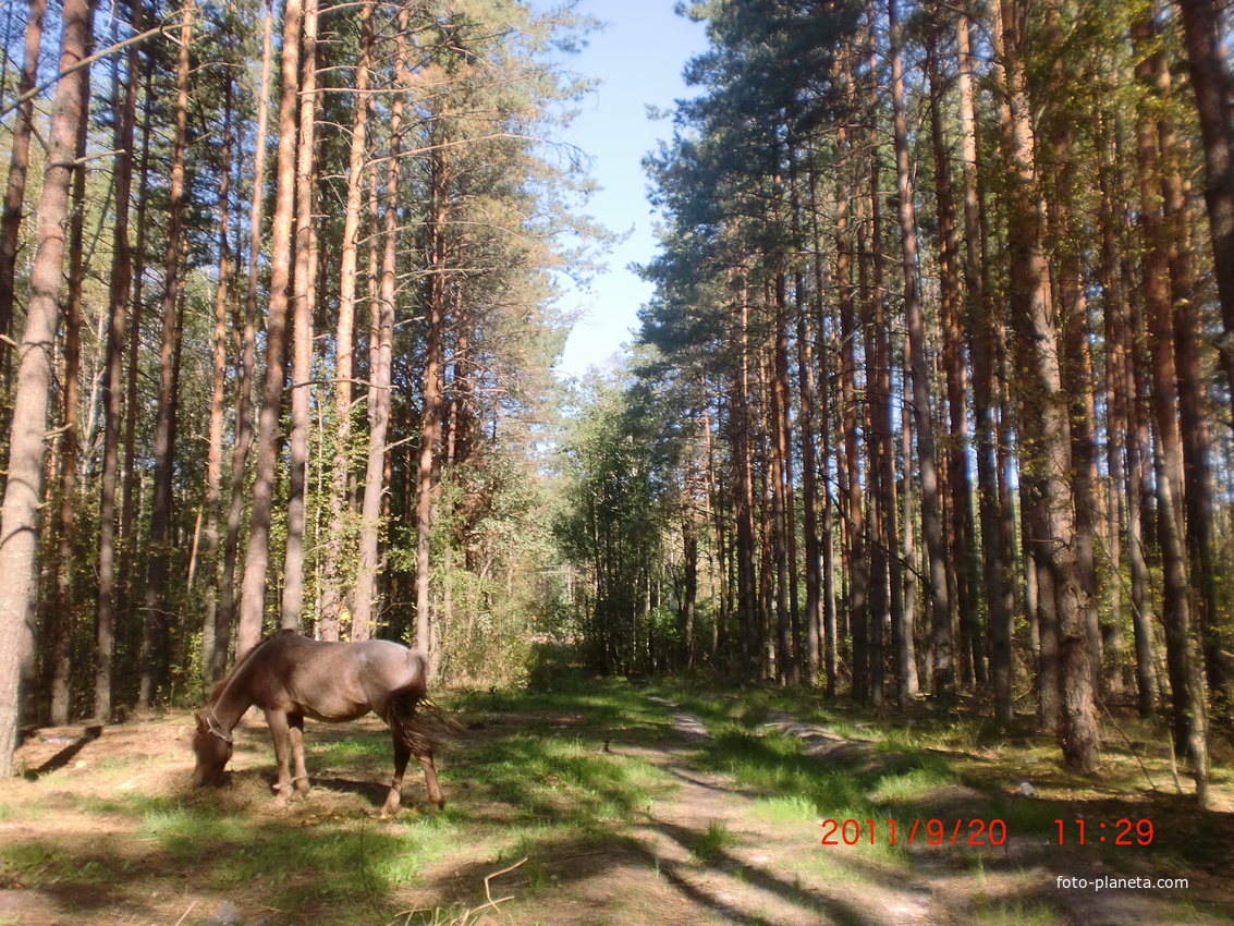 Лес,самый красивый.