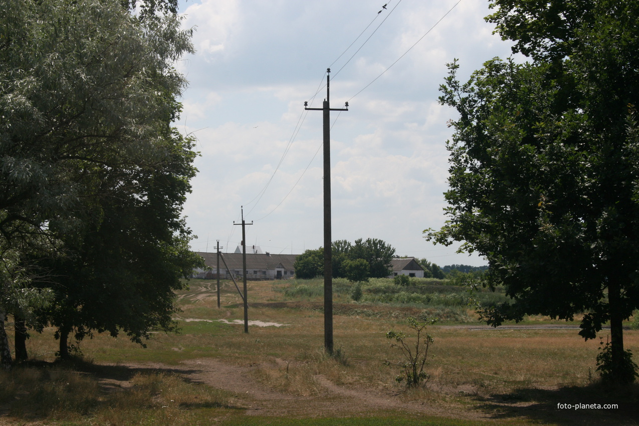 березки у широого берега