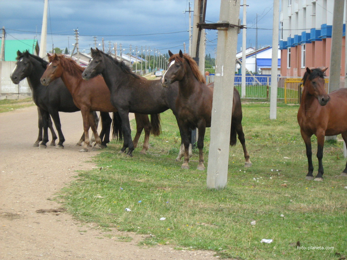 Лошади на улице