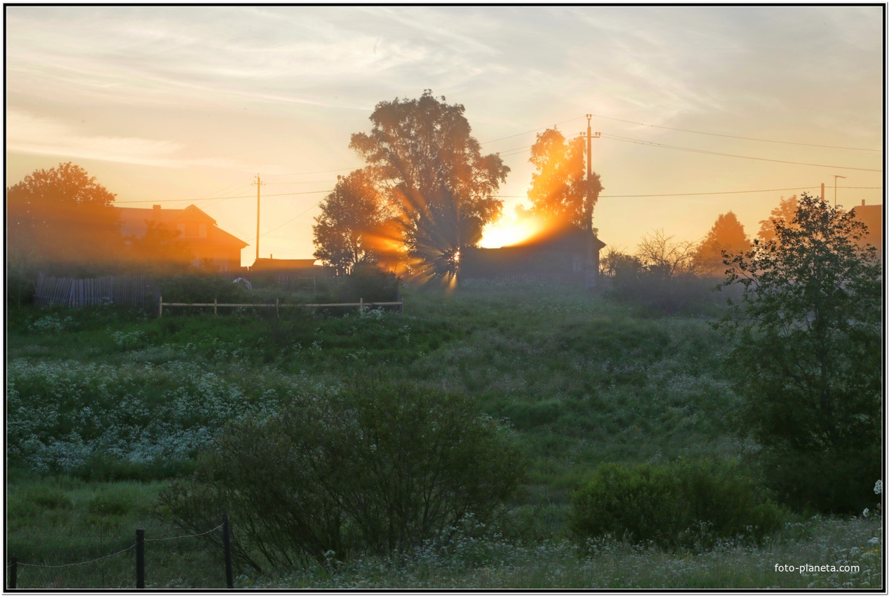 Тепло сквозь ветви
