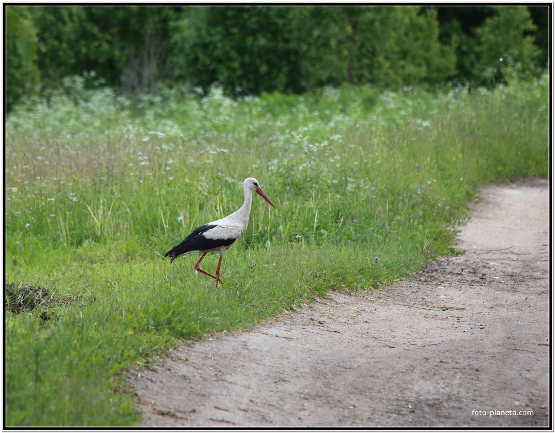 Приносящий потомков