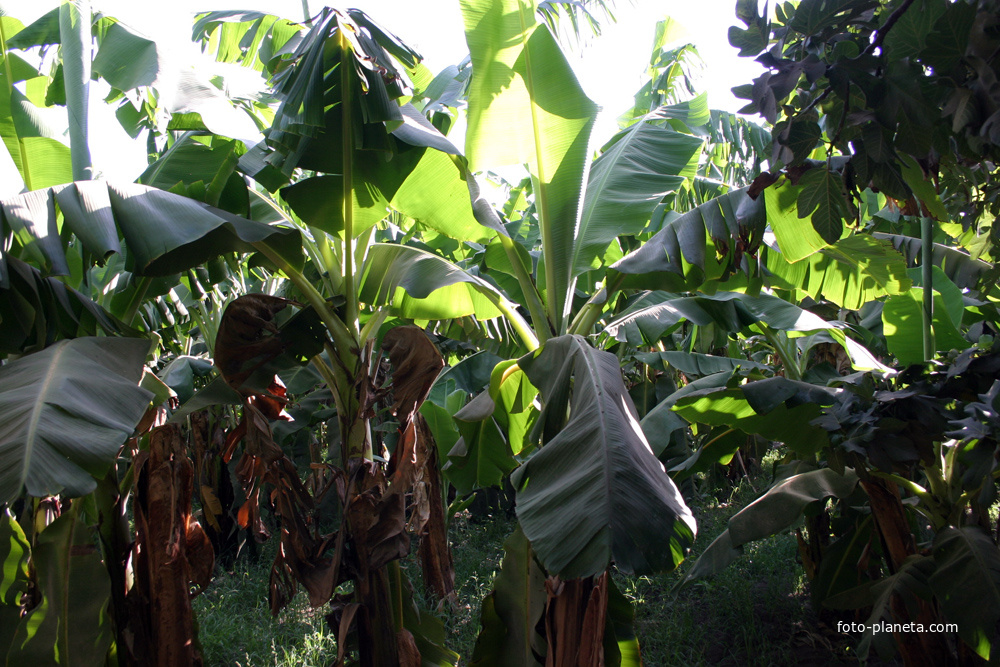 Al Maris, банановые плантации