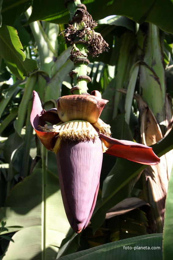 Al Maris, банановые плантации, цветок банана