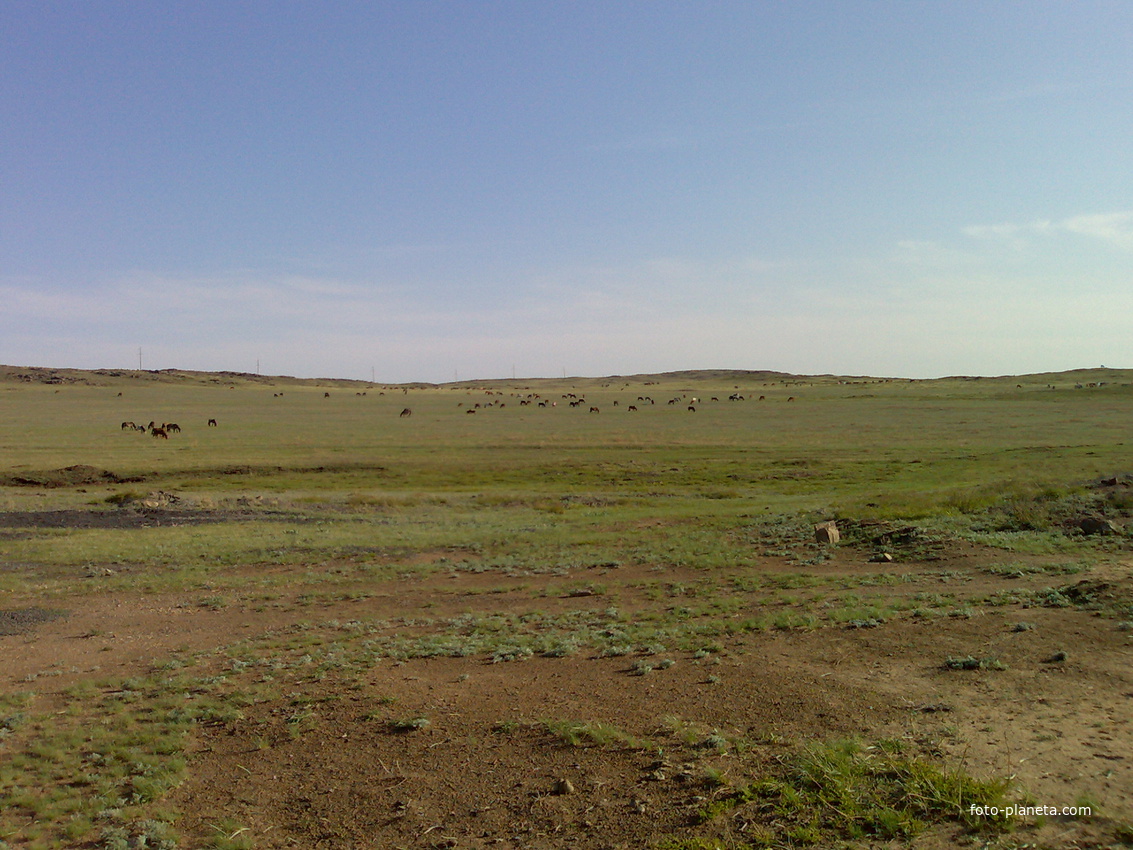 Табун лошадей села Саратовка.