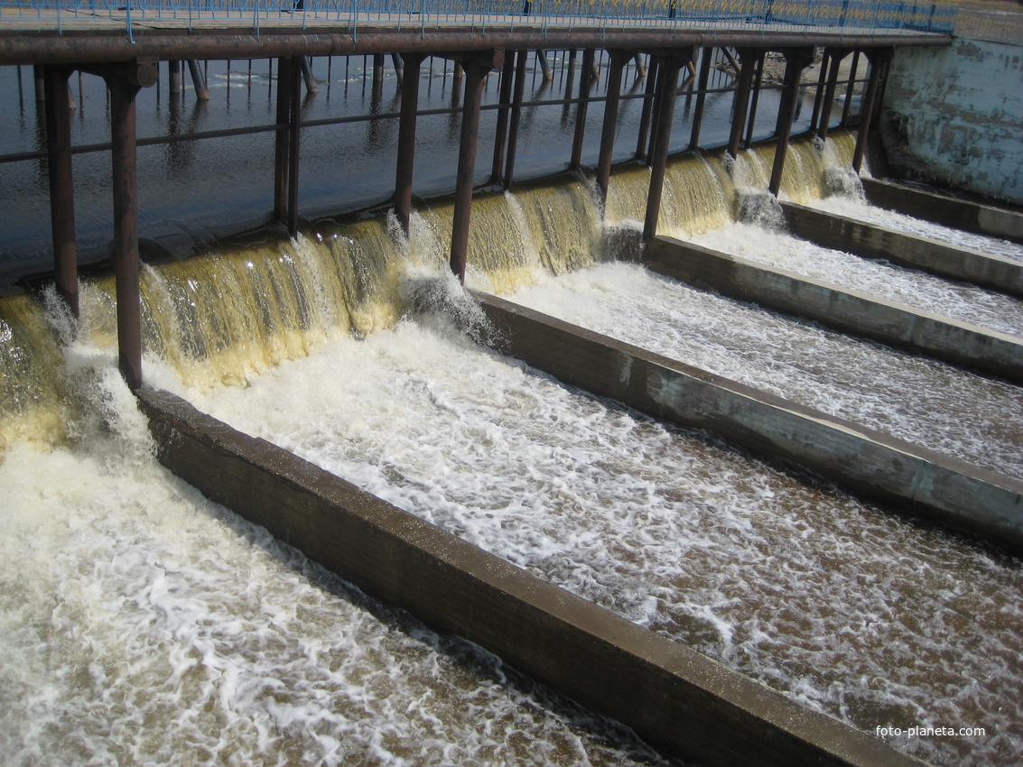 Тирлянский.Сливы.
