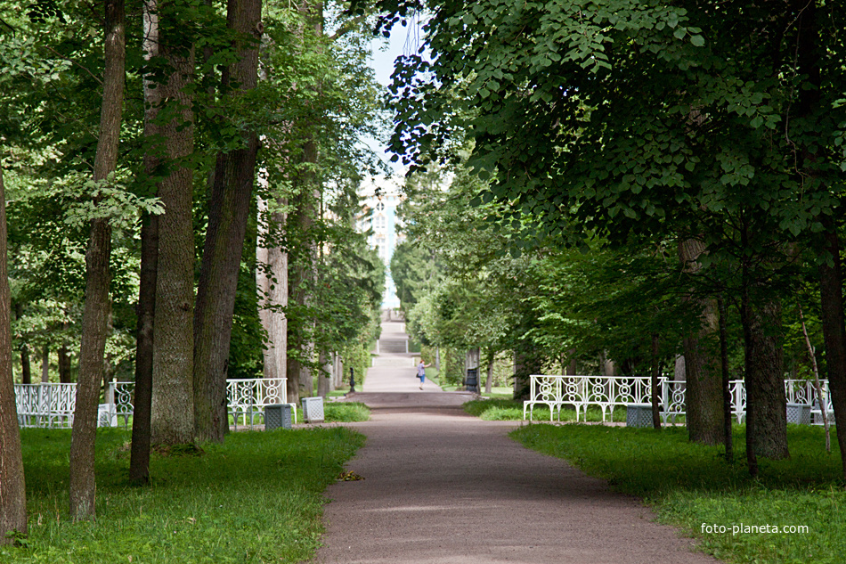 Аллея в Екатерининском парке