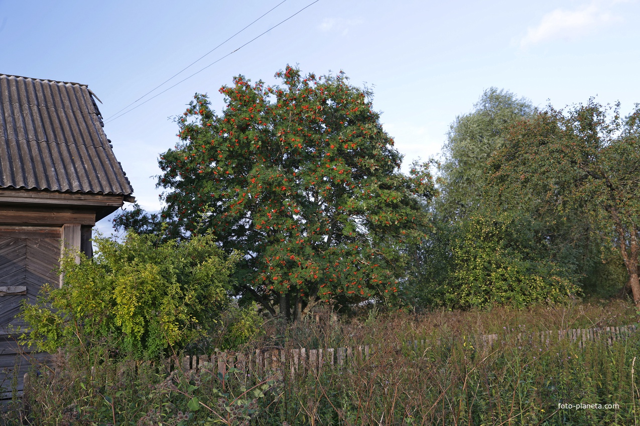 Старая рябина.