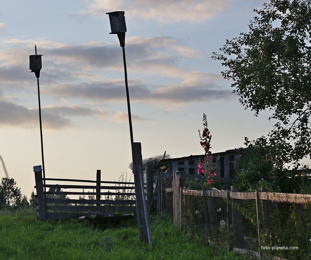 Мальва отцветает.