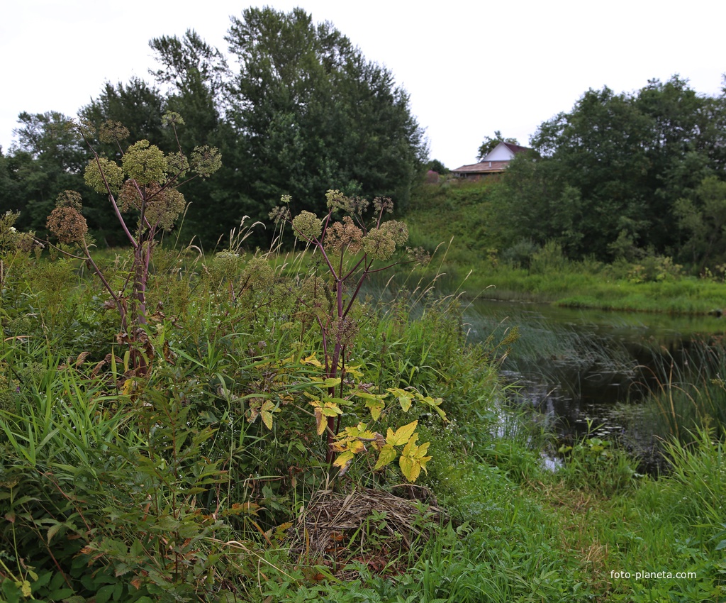 Осеннее разнотравье.