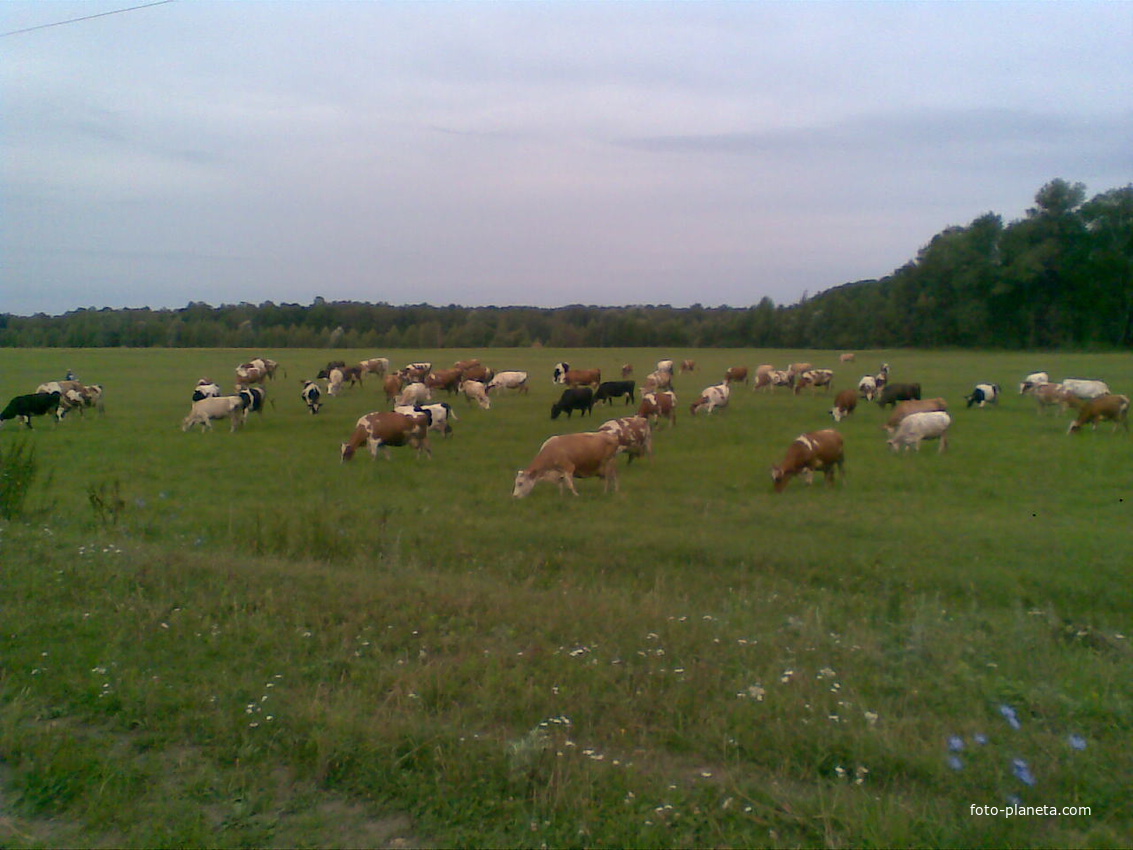 Коровы на пеше