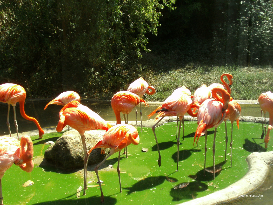 фламинго.зоопарк шёнбрунне вена