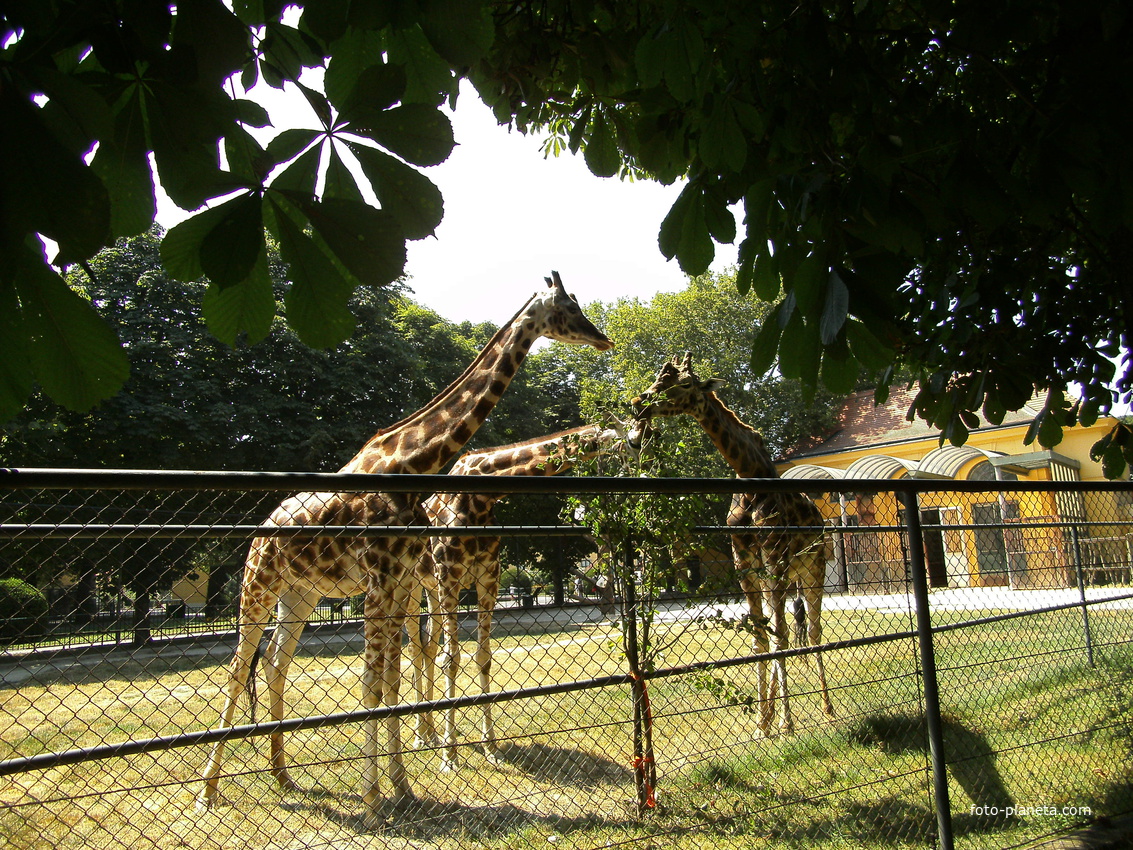 Зоопарк Шёнбрунн Tiergarten Schoenbrunn