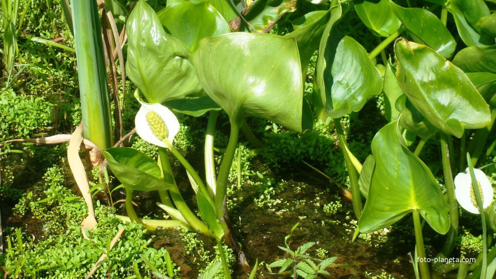 Белокрыльник болотный