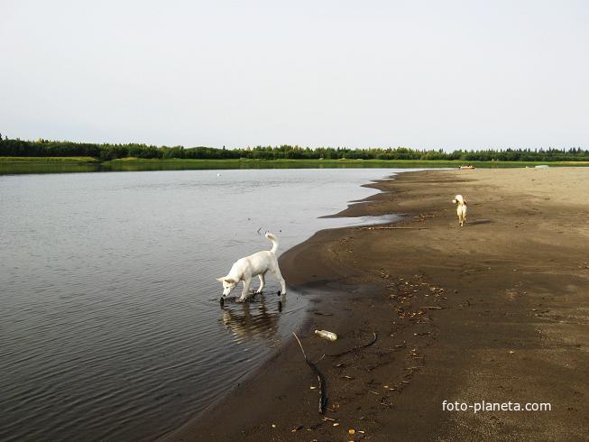 Хошлог. Берег Ляпина