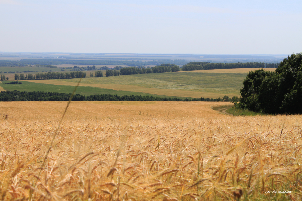 Алтаево. Пшеничное поле.