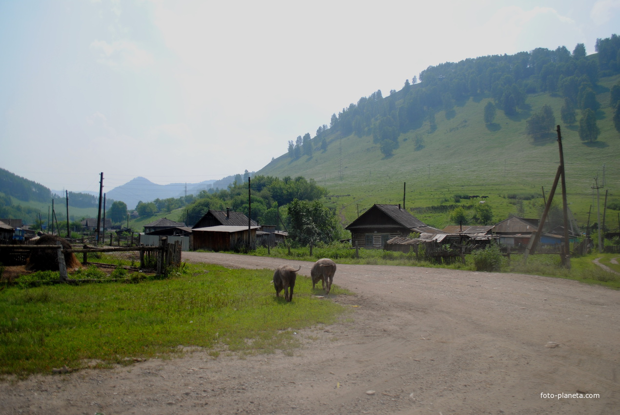 Сельская картинка.