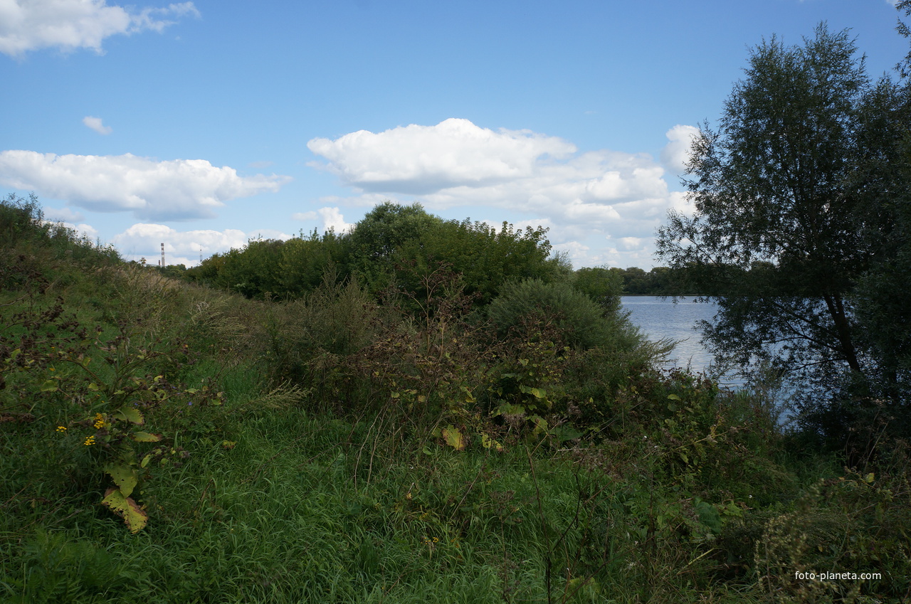 Заросли на берегу Оки