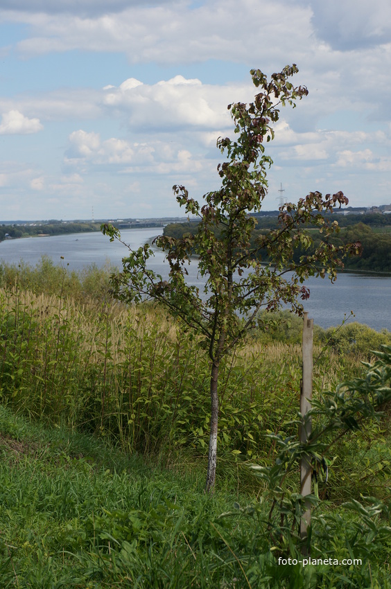 Дерево на берегу Оки