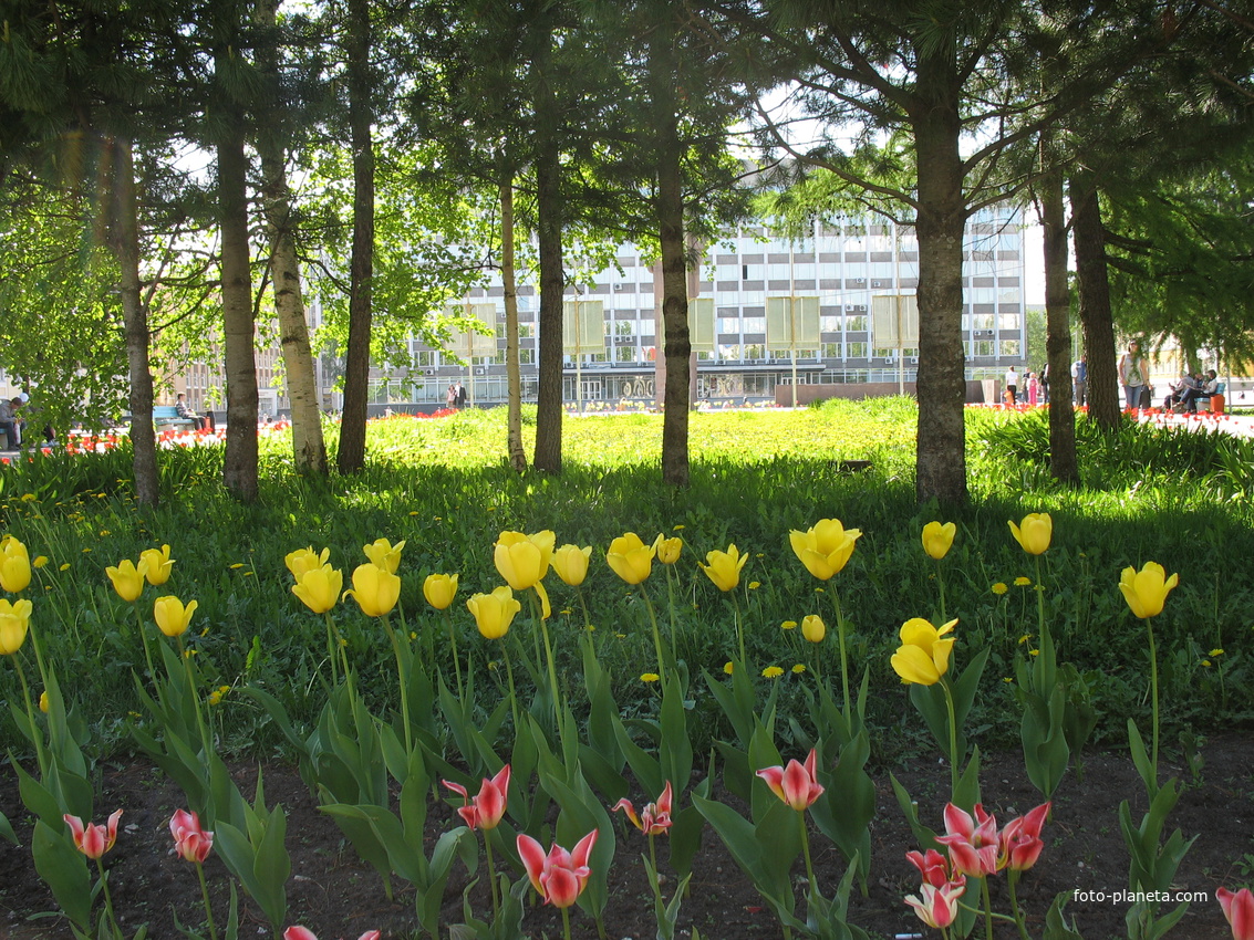 Сыктывкар цветы