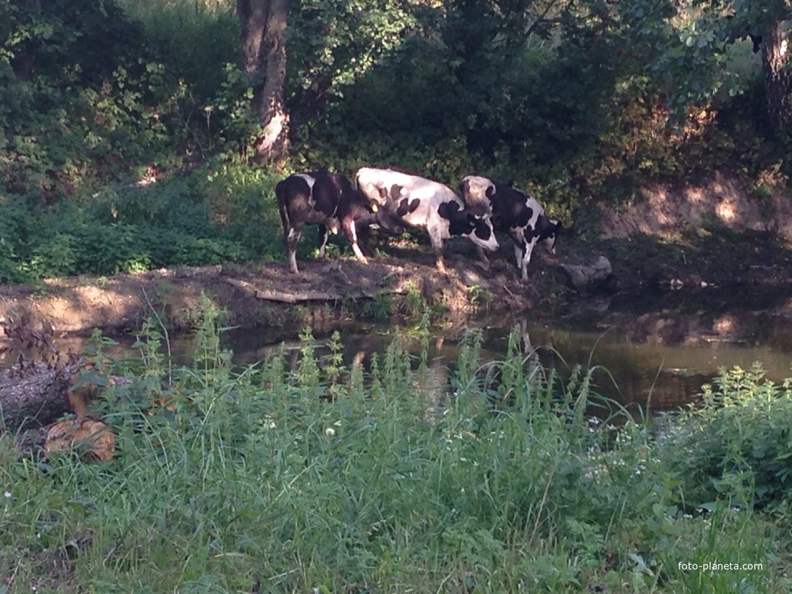 Васькинские коровы на Люторке