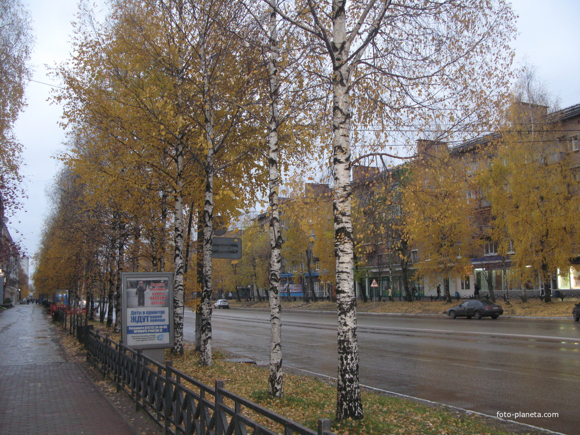 Сыктывкар березки