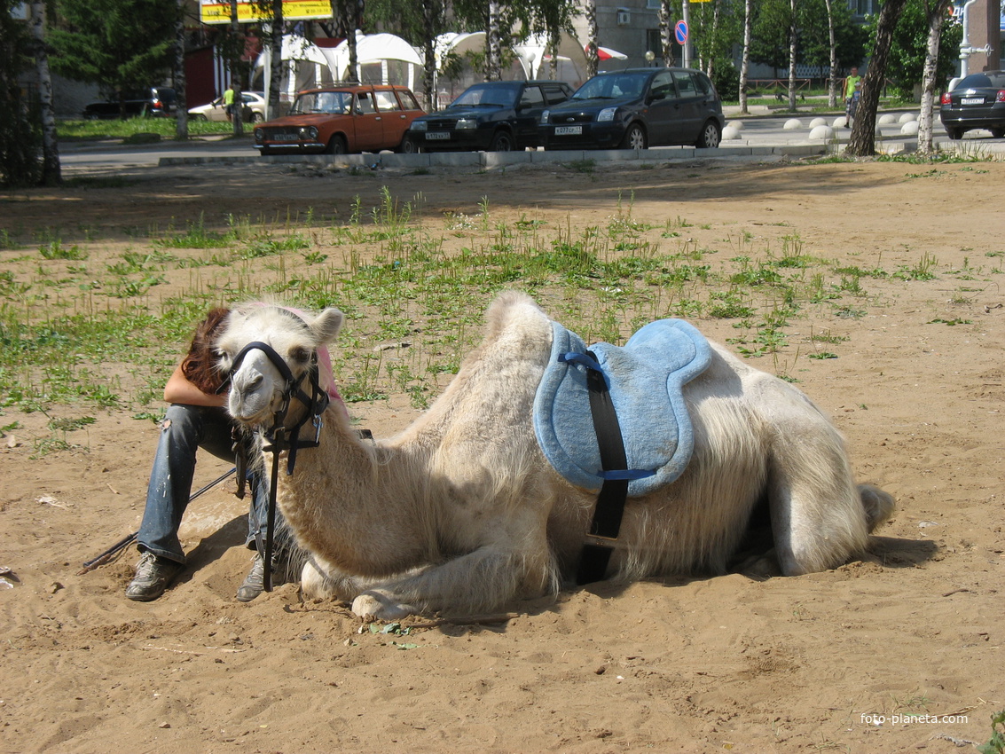 Сыктывкар Снежана