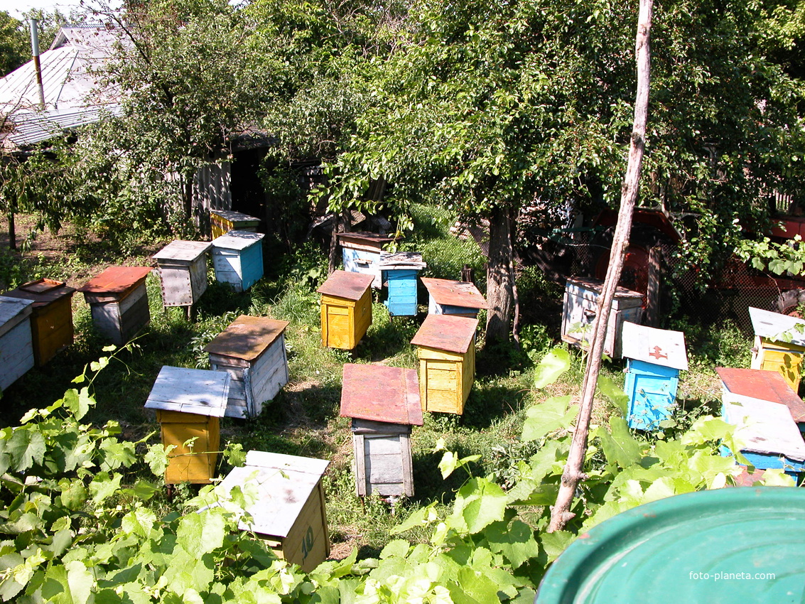 Бджілки трудівниці