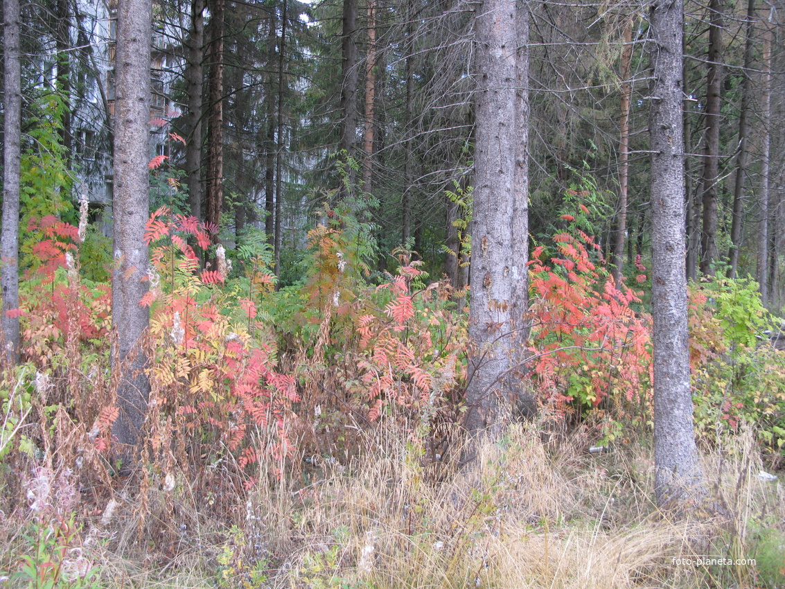 Сыктывкар 2013