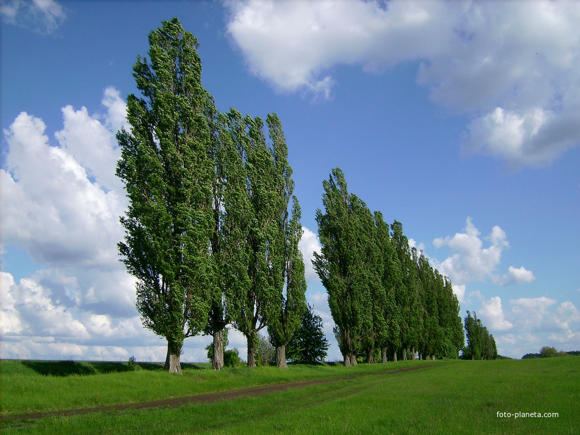 Красивые деревья в россии