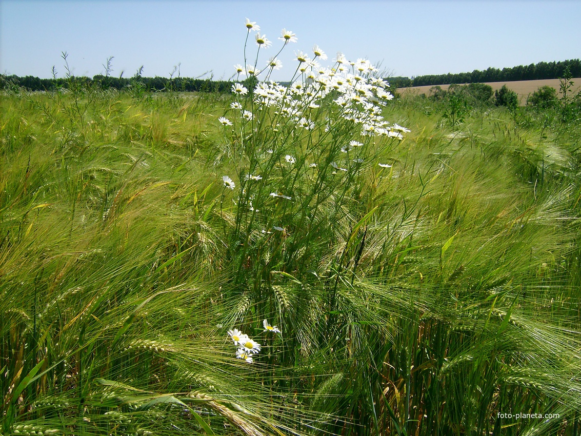Польові ромашки