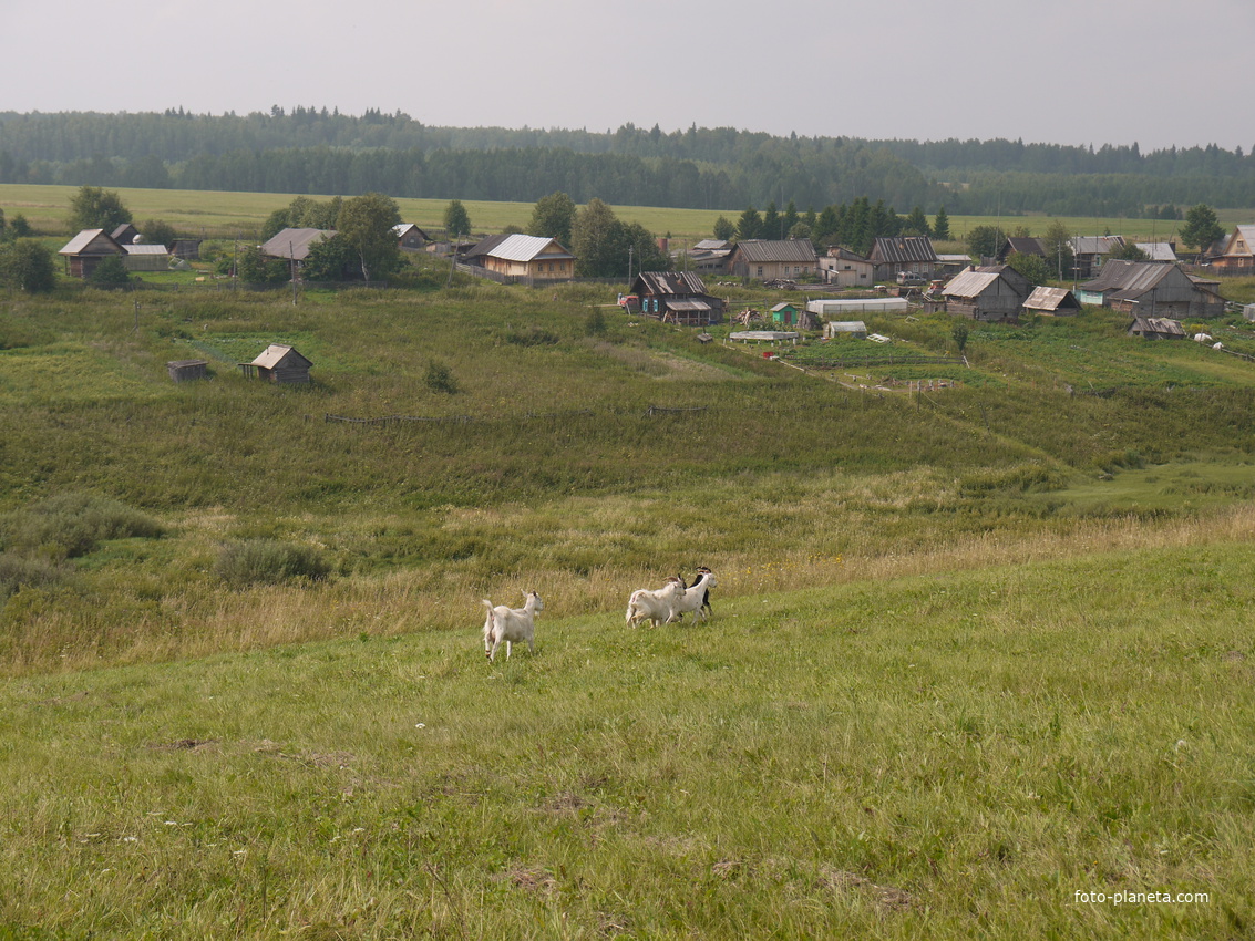 Пермяки