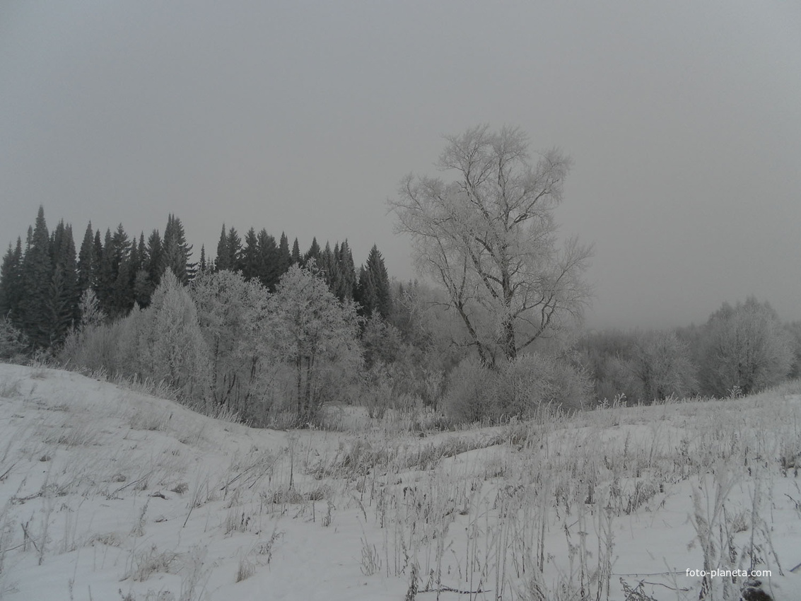 Зимние Протасы