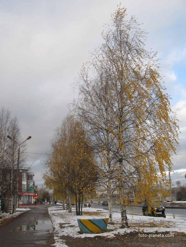 Эжва 2013 ул. Мира березы