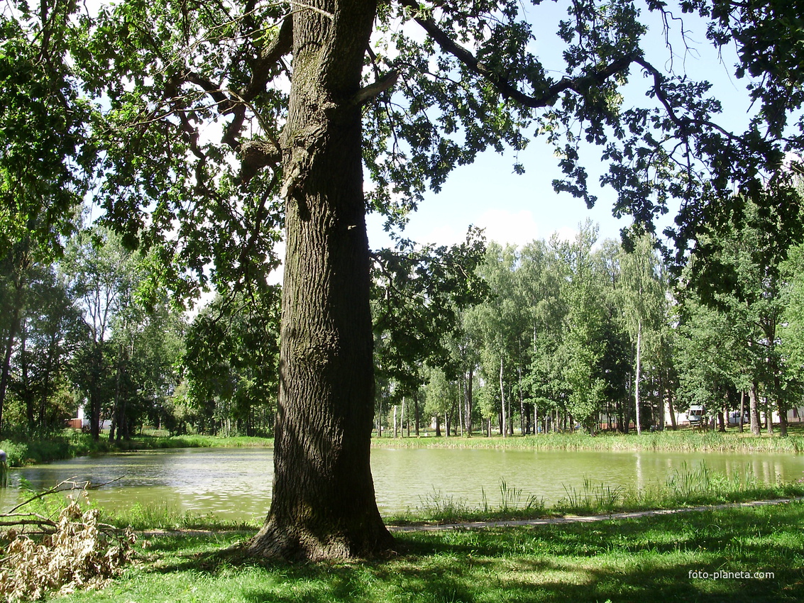 Дуб возле озера в парке Жуковского