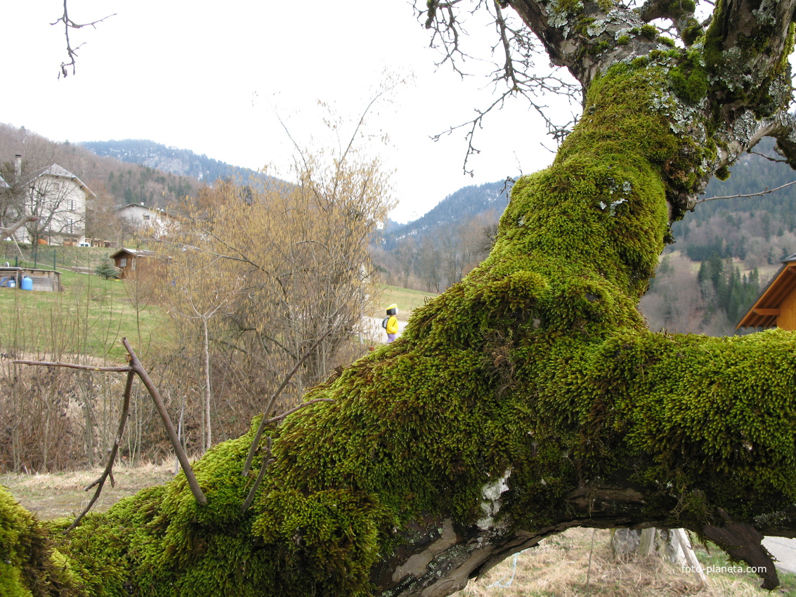 Bellecombe-en-Bauges 22/03/2010