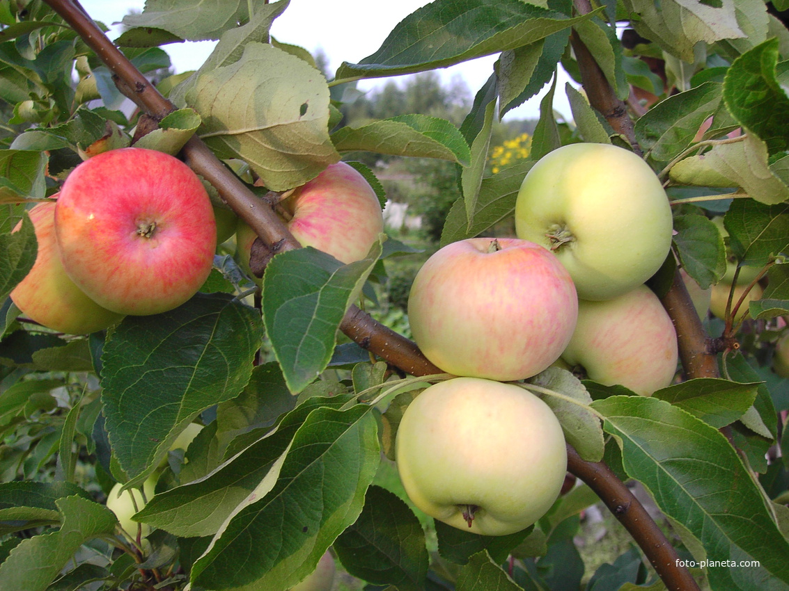 Такие яблоки растут в Каменном Овраге.