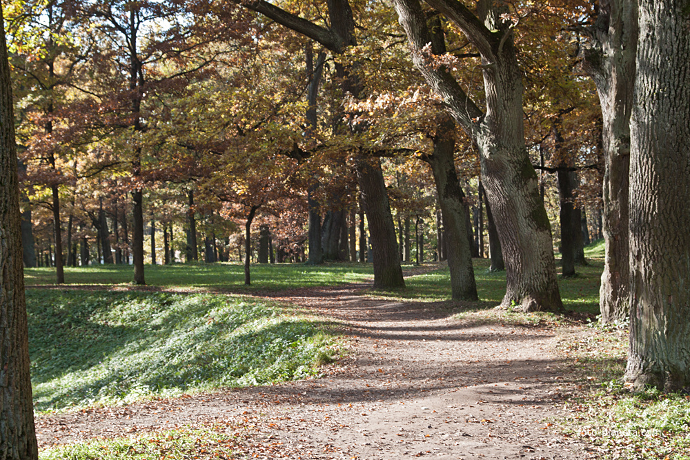 Дворцовый парк