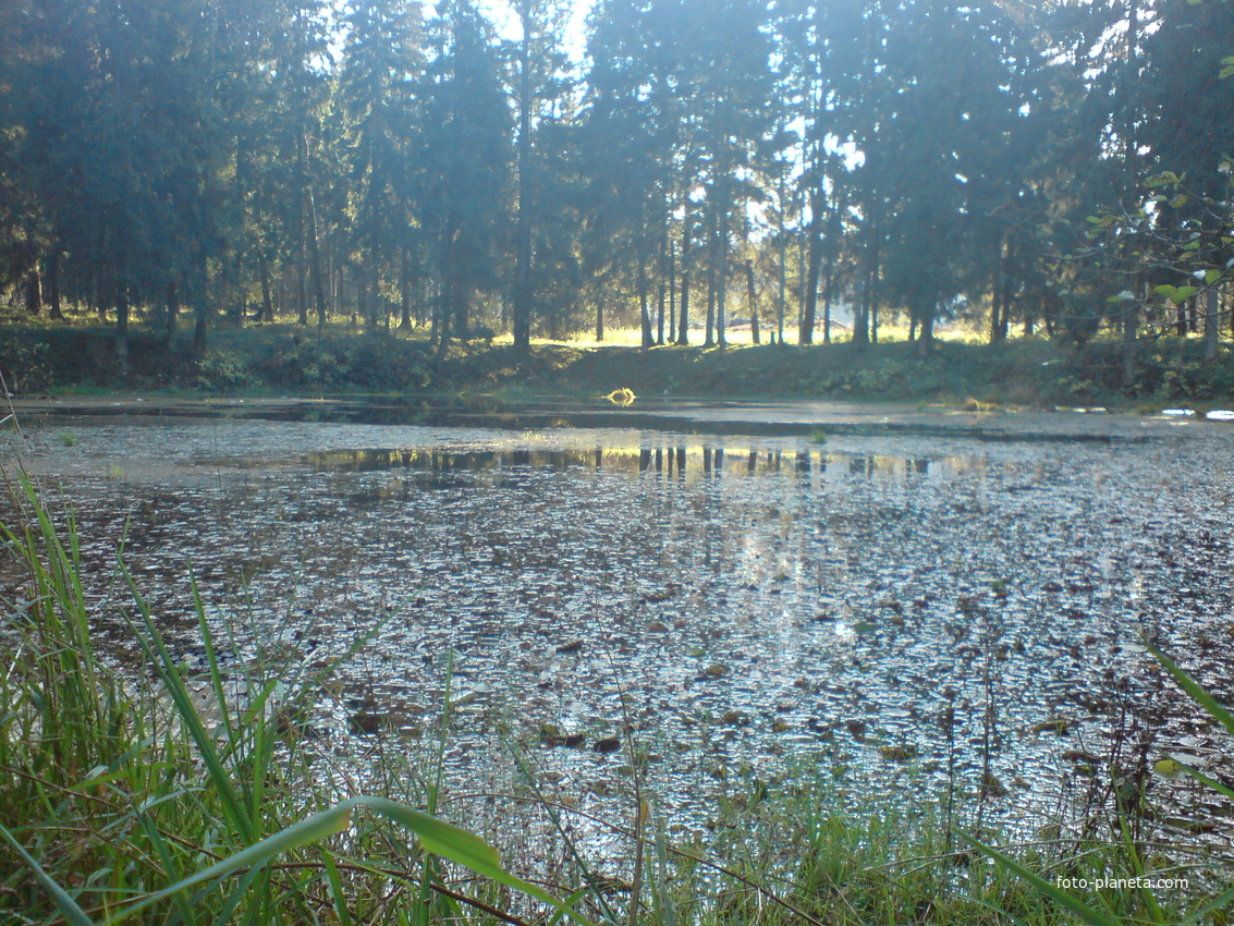 Мойдаровский лесной пруд.