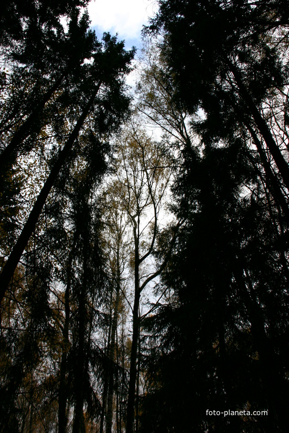 Макушки деревьев