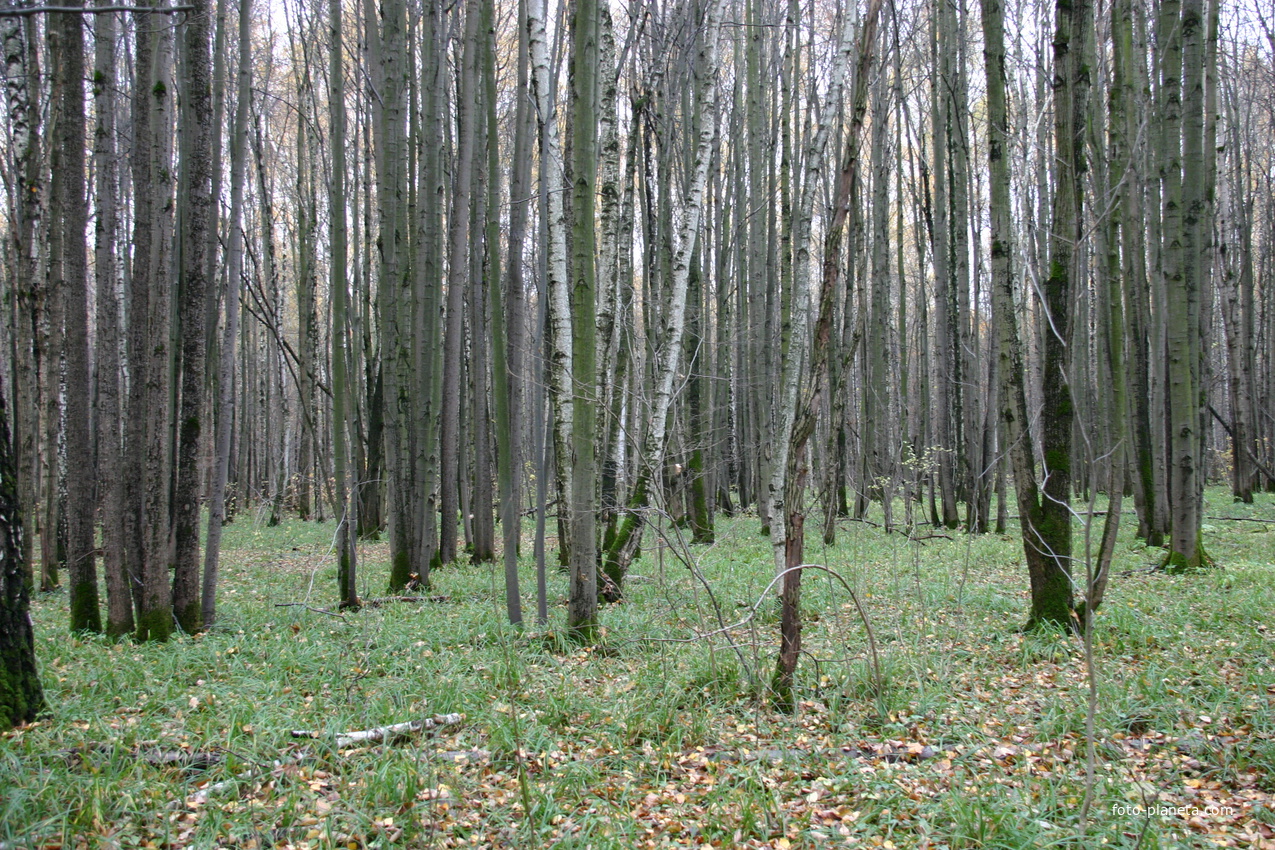 Зюзенский лес