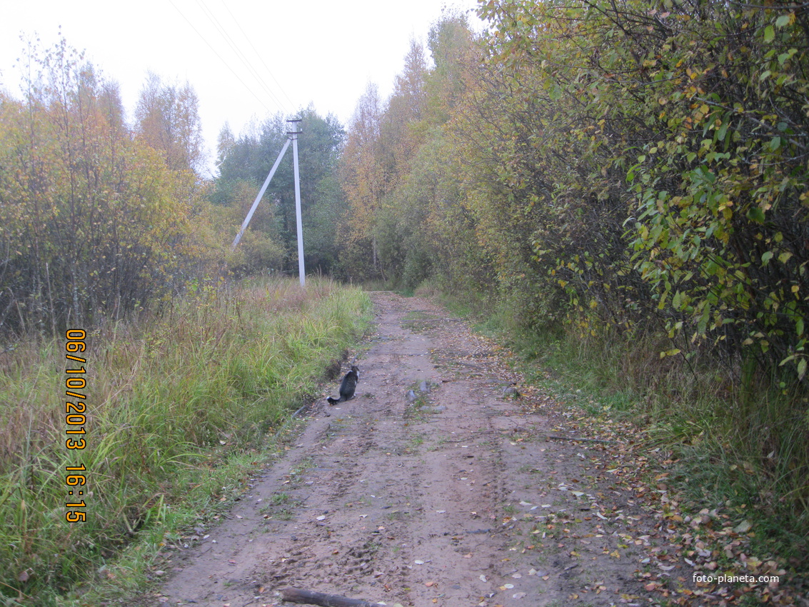 д. Сумское  Осенняя дорога