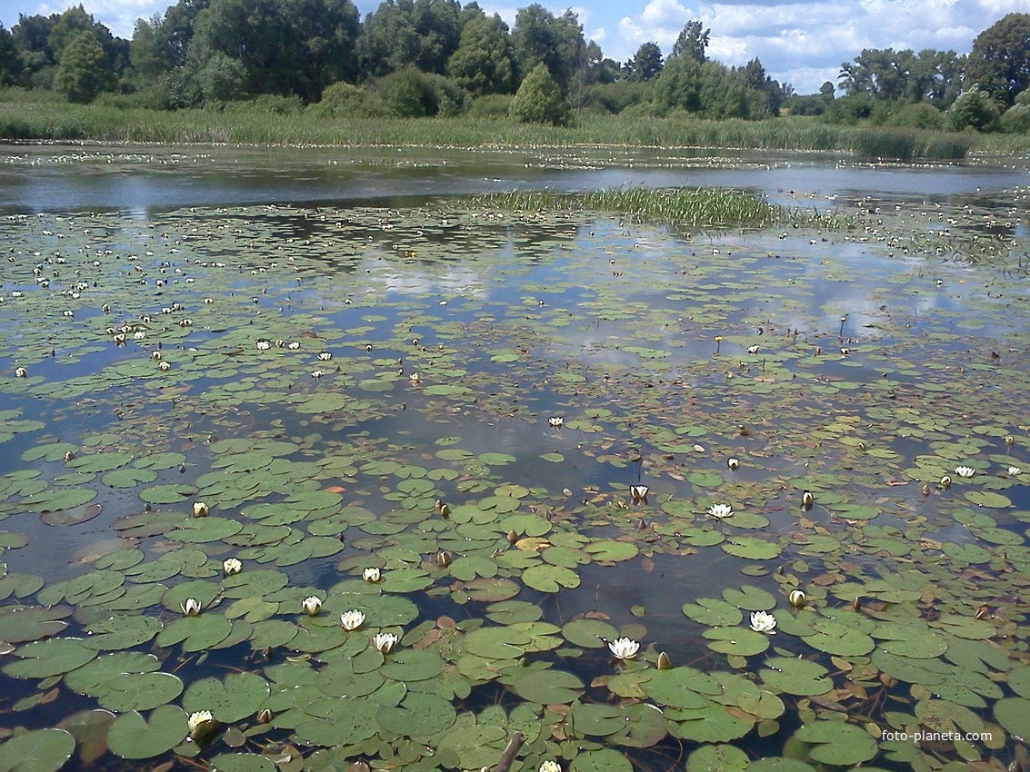 Кувшинки на озере в д.Озерное